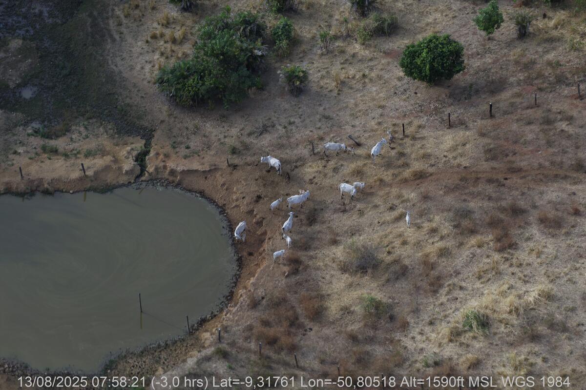 Farm New Orleans in the Amazon Greenpeace Brazil documented how the Farm Nova Orleans, a massive property marked by embargoes and illegal deforestation, and the small rural property Chácara Rancho Alegre form a cattle laundering scheme that supplies JBS and threatens the Amazon.Aerial images highlight the stark contrast in scale between the two properties, as well as the differences in their cattle ranching infrastructure.