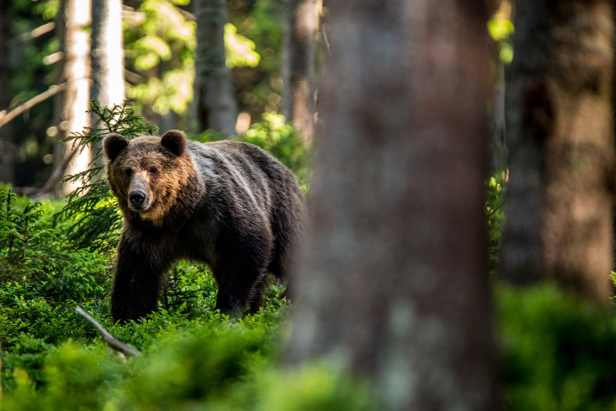 We are losing biodiversity by the minute, and Ikea is still part of the problem