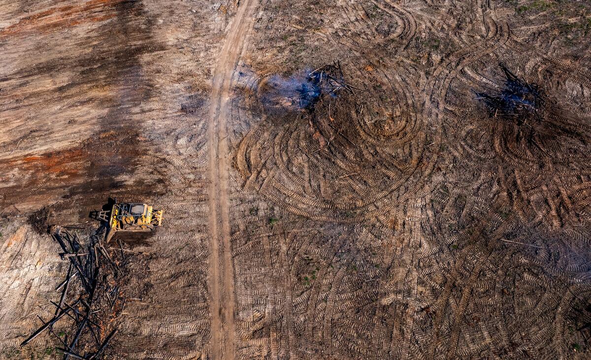 Active Deforestation for Beef in Wamuran, Queensland, Australia Piles of trees rotting and on fire, following a deforestation event in Queensland. A bulldozer can be seen pushing forests into piles for burning. Queensland has the highest rate of deforestation in Australia. Most deforestation occurs for the purpose of growing pasture for beef cattle.