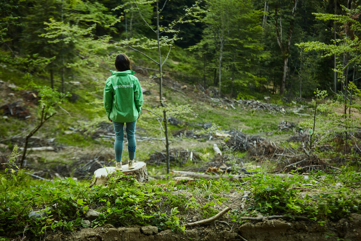 Activist Bears Witness to Forest Destruction in the Romanian Carpathians A Greenpeace activist bears witness to the ancient Rusca Montană forest destruction in the Romanian Carpathians.