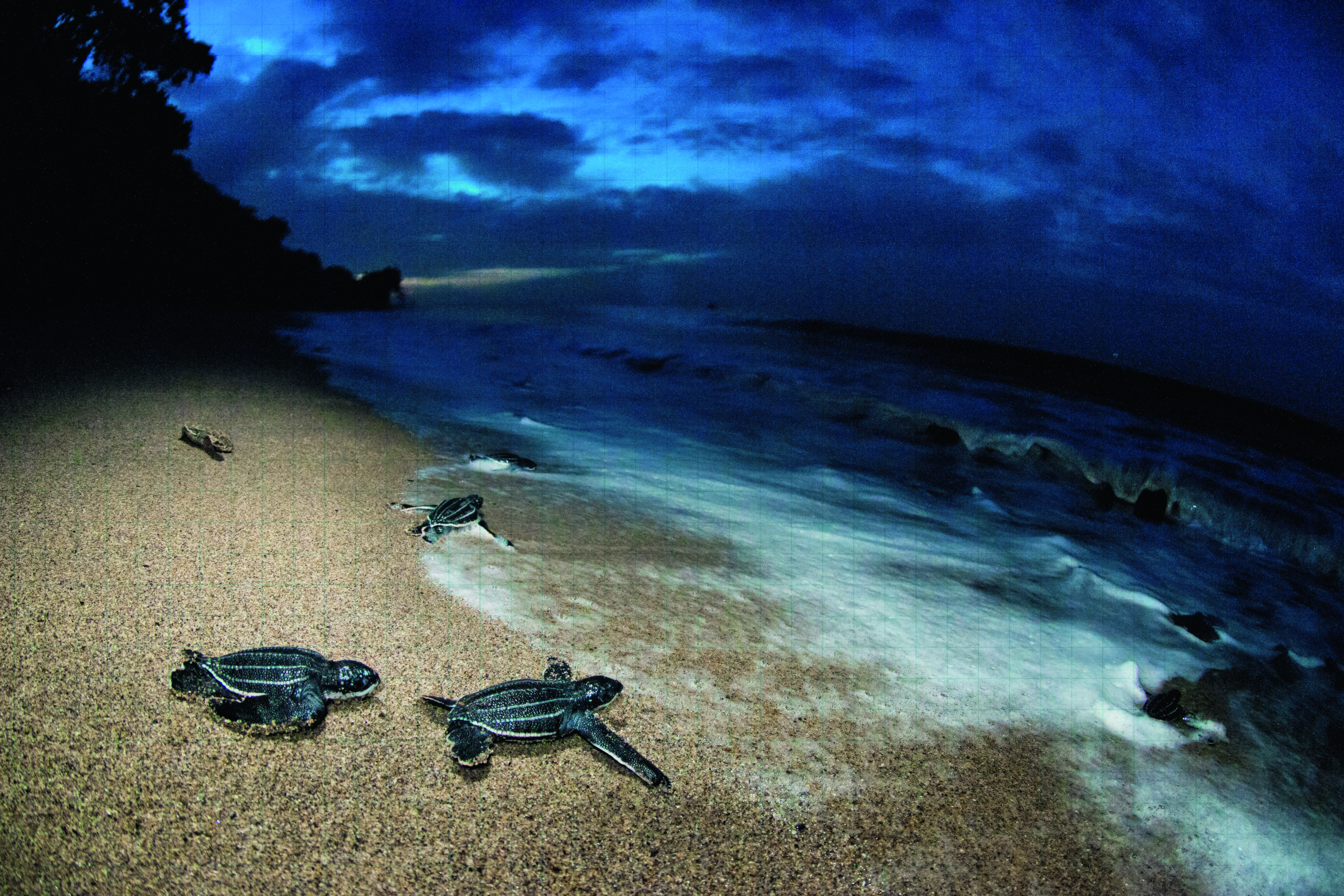 WELL CONNECTED: Protecting the Atlantic High Seas through an ocean-wide sanctuary network