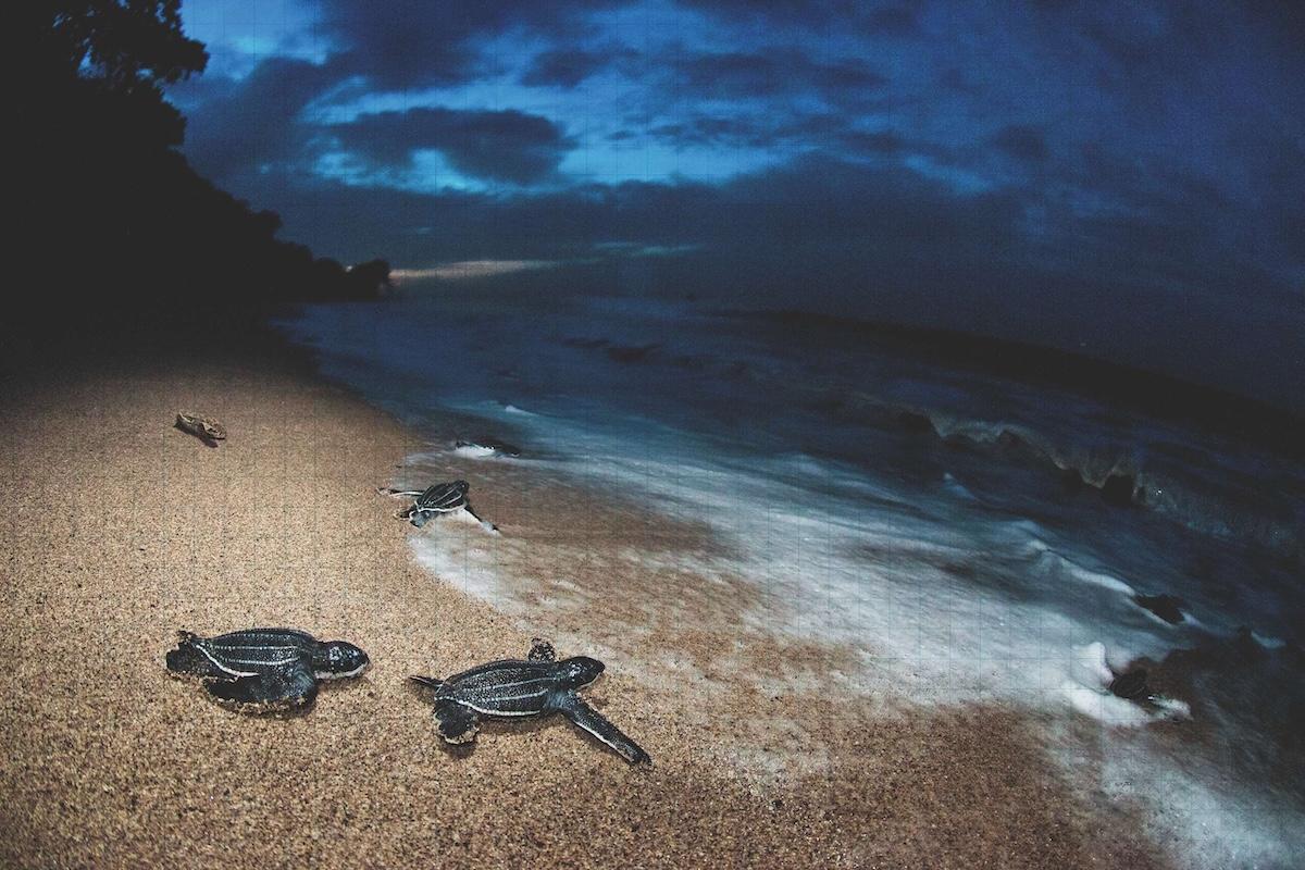 New Greenpeace report: Ocean sanctuary network could protect over a third of danger zones for vulnerable leatherback turtles in the Atlantic high seas