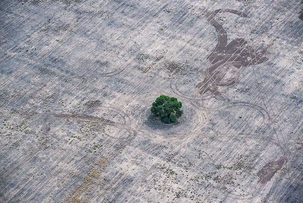 Deforestation for Farming and Agriculture in Chaco Province, Argentina © Martin Katz / Greenpeace