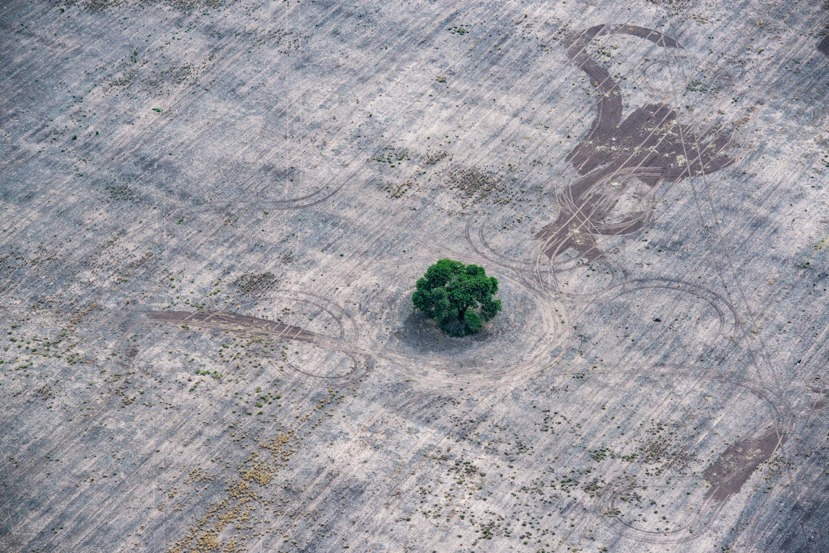  Deforestation for Farming and Agriculture in Chaco Province, Argentina © Martin Katz / Greenpeace