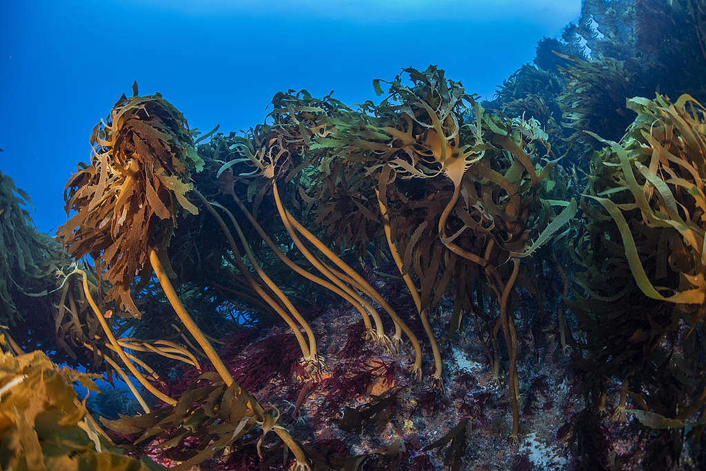 Marine Wildlife at Vema Seamount. © Richard Barnden / Greenpeace