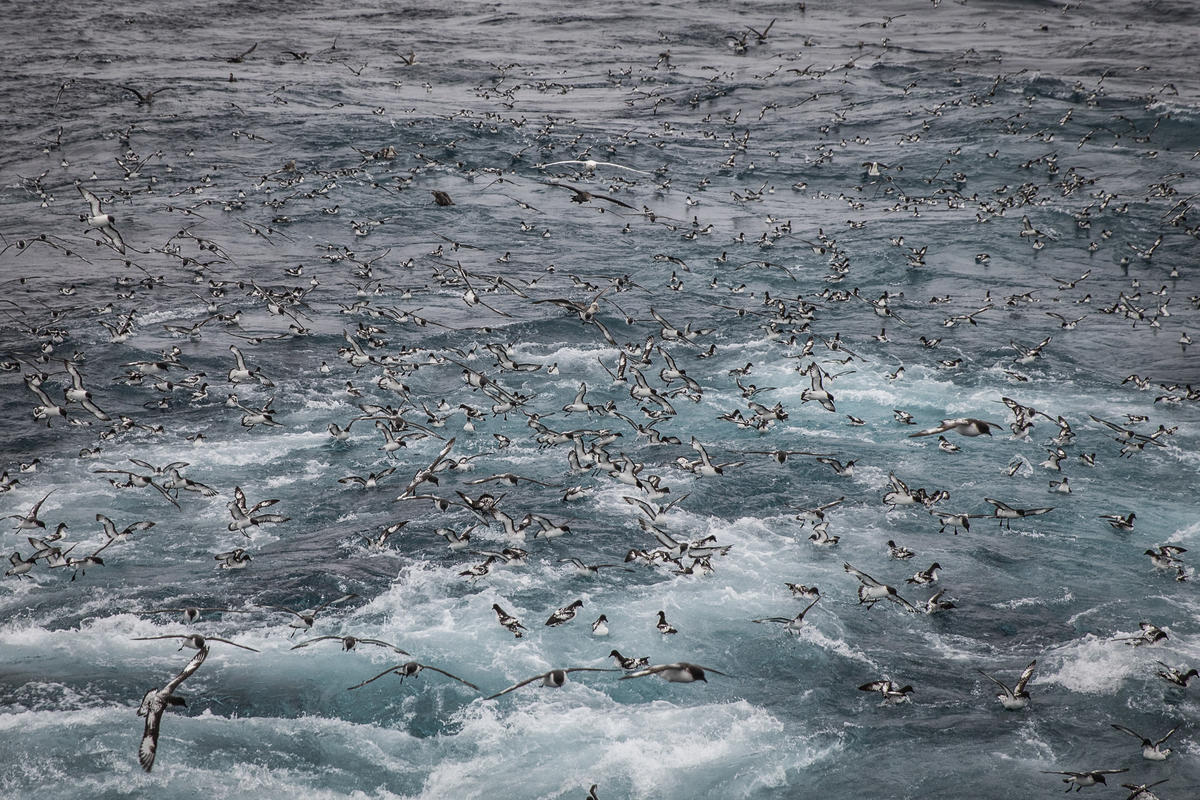 Antarctic Petrels Feed On Krill © Andrew McConnell / Greenpeace