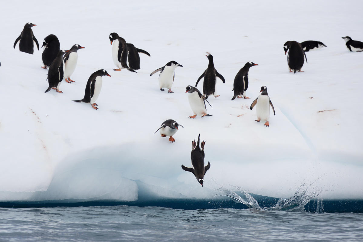 Chinstrap and Gentoo penguins fish on an iceberg off Half Moon Island. © Abbie Trayler-Smith / Greenpeace