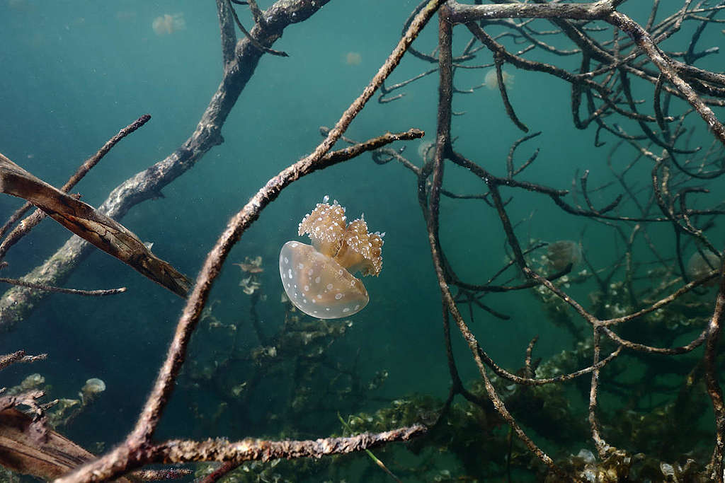 An underwater stunner © Paul Hilton / Greenpeace An underwater stunner © Paul Hilton / Greenpeace