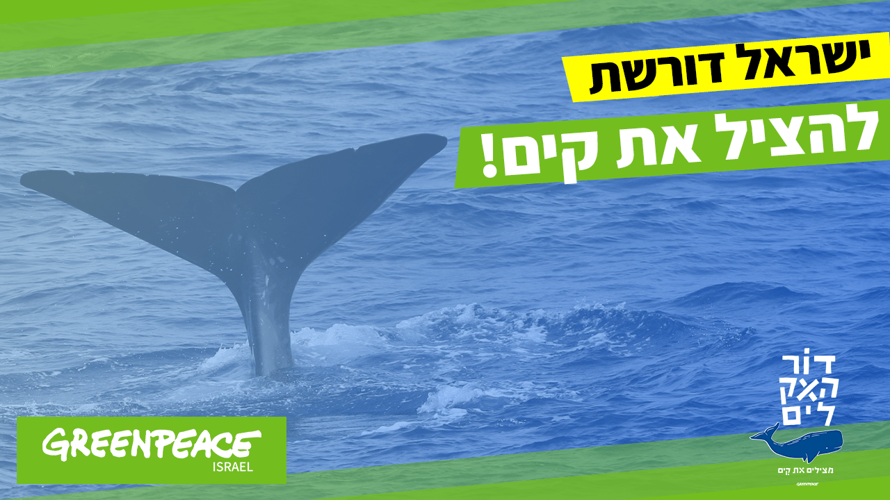 מצילים את קים