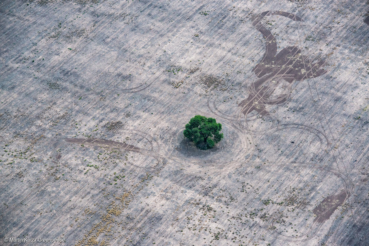Deforestation for Farming and Agriculture in Chaco Province, Argentina עץ ירוק בודד בשדה מושחת, עדות להרס סביבתי
