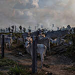 Cattle in a ranching area, next to a recently deforested and burnt area, in Candeias do Jamari, Rondônia state.
The Amazon is still covered in smoke and torn by criminal and unrestrained destruction, according to overflights produced by the Amazon in Flames Alliance, organized by Amazon Watch, Greenpeace Brazil and the Brazilian Climate Observatory. The expedition took place between September 13th and 17th, in the cities of Porto Velho (Rondônia state) and Lábrea (southern Amazonas state).
Gado em pastagem, ao lado de área desmatada e recém queimada, em Candeias do Jamari, Rondônia. 
A Amazônia segue encoberta pela fumaça e marcada pela devastação criminosa e sem controle. Foi o que comprovaram sobrevoos realizados pela Aliança Amazônia em Chamas, formada pelas organizações Amazon Watch, Greenpeace Brasil e Observatório do Clima. A expedição ocorreu entre os dias 13 e 17 de setembro, nos municípios de Porto Velho, Rondônia, e Lábrea, sul do Amazonas.