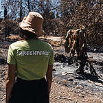 Greenpeace Israel documented wildfires in several locations that broke on memorial day in the forests on the hills near Jerusalem. The fires burnt 20,000 acres in “unprecedented pace” according to the head of the firefighters brigade.  This is an outcome of a very dry winter, extreme heatwave and a very windy day - severe conditions we see more often because of climate change.