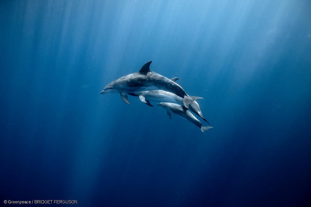 משפחת דולפינים ארוכי חרטום