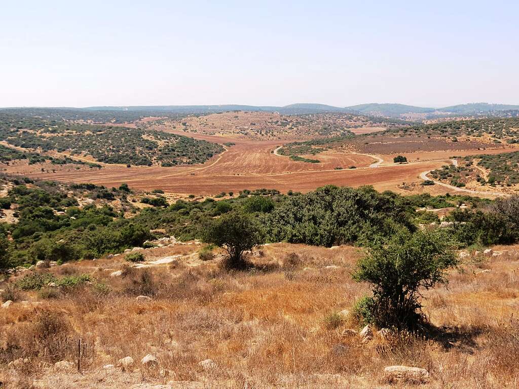 שדה חרוש, שיחים וצמחיית בר בשפלת יהודה.