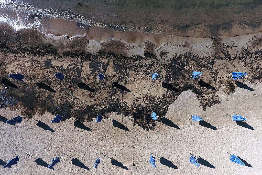 חוף ים מלוכלך בנפט שחור עם שמשיות חוף כחולות סגורות.