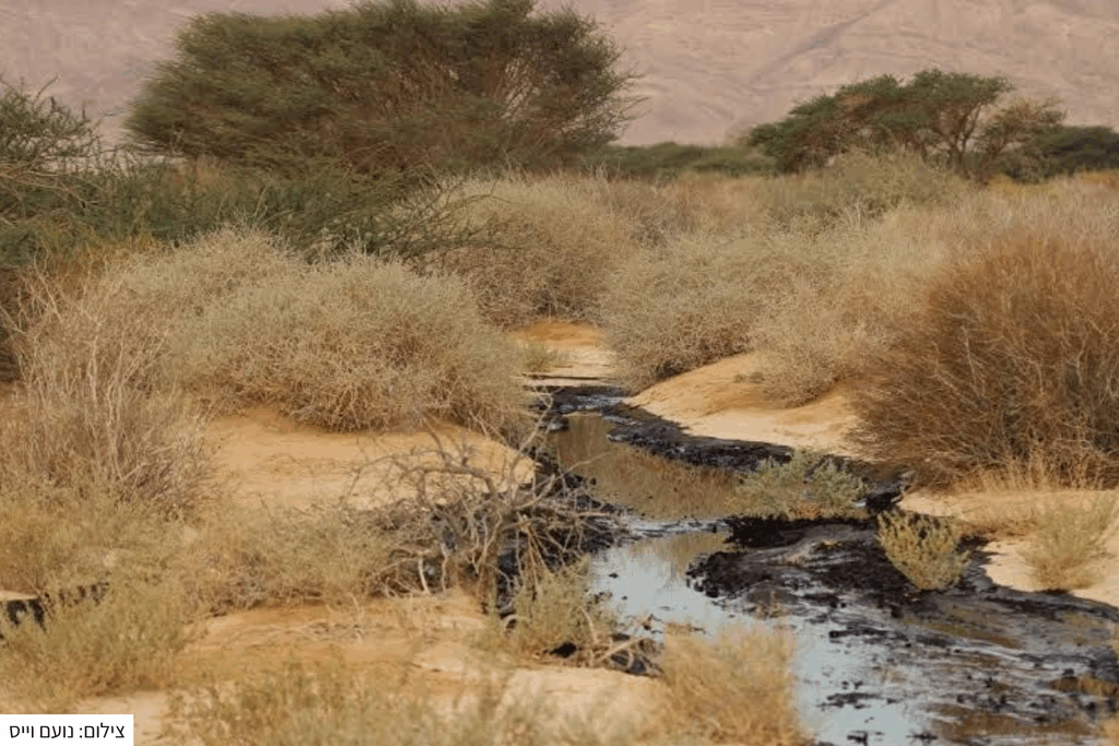 תיעוד של דליפת הנפט בשמורת עברונה: ״נחל״ של נפט בין צמחייה מדברית.
