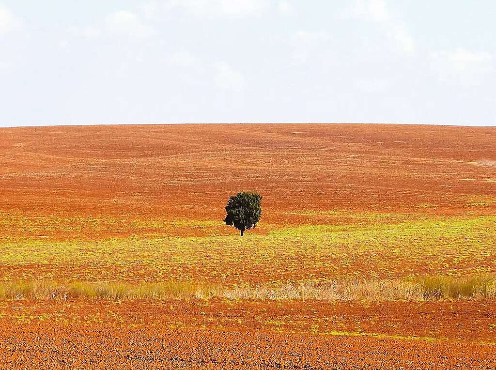 שדה חרוש עם פריחה צהובה ועץ בודד בשפלת יהודה.