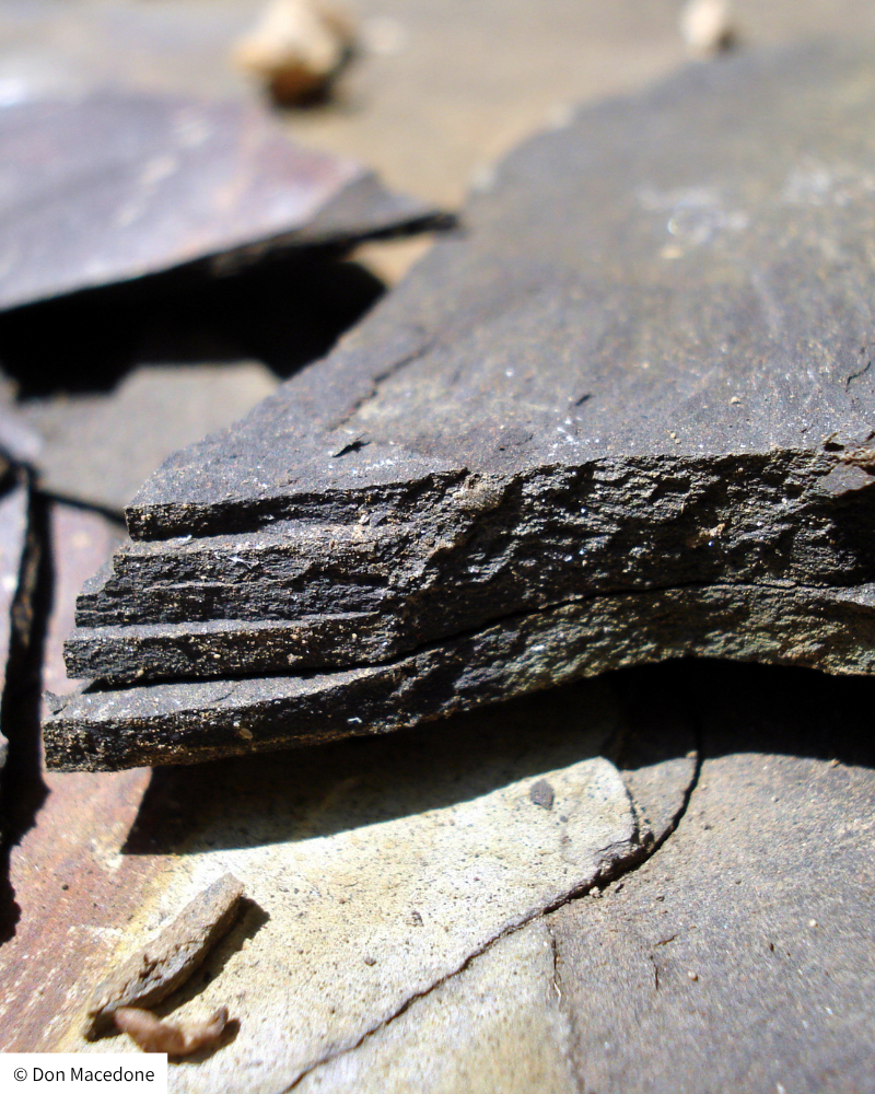 צילום של פצלי שמן, סלע עשוי שכבות ובצבע שחור.