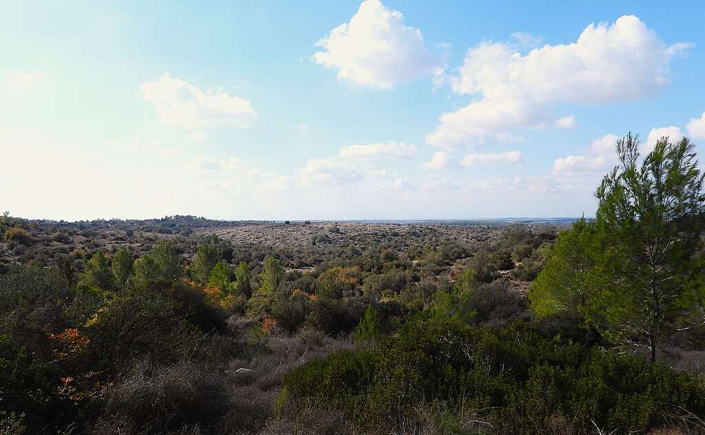 צמחיית בר ושמיים בשפלת יהודה.
