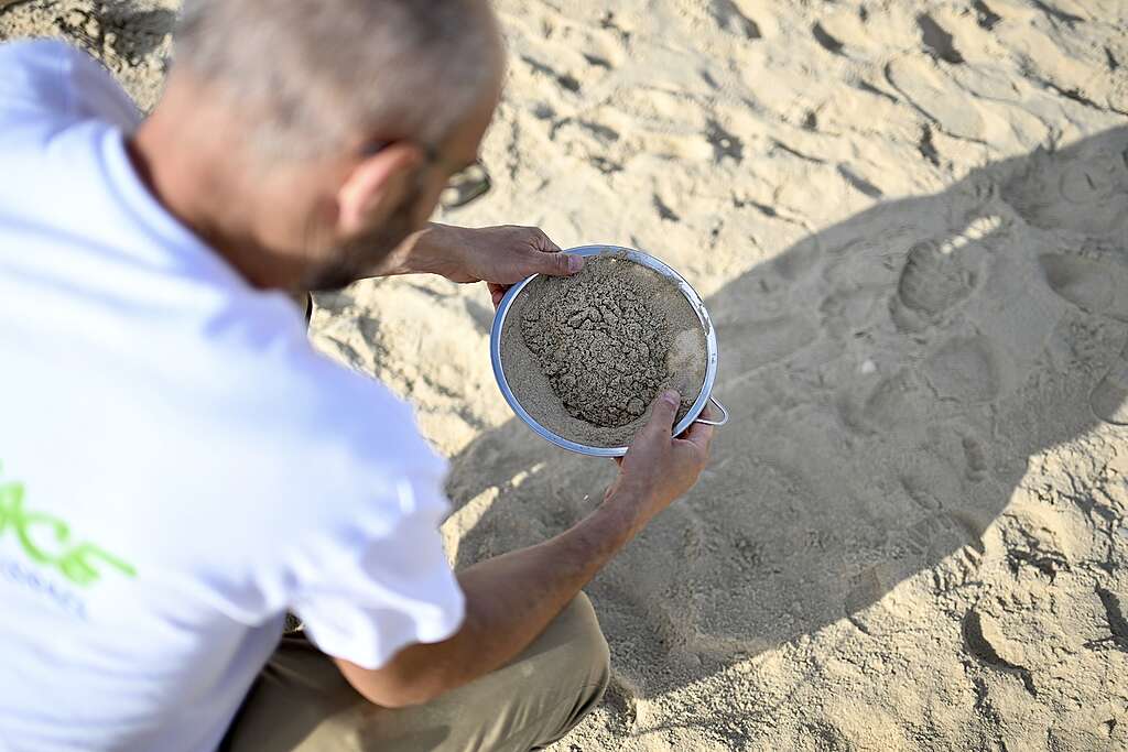 גבר מחזיק מסננת עם חול כחלק מתחקיר הנורדלים בחופי צפון ישראל.