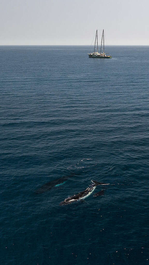 שני לוויתנים בים וברקע ספינת גרינפיס. 