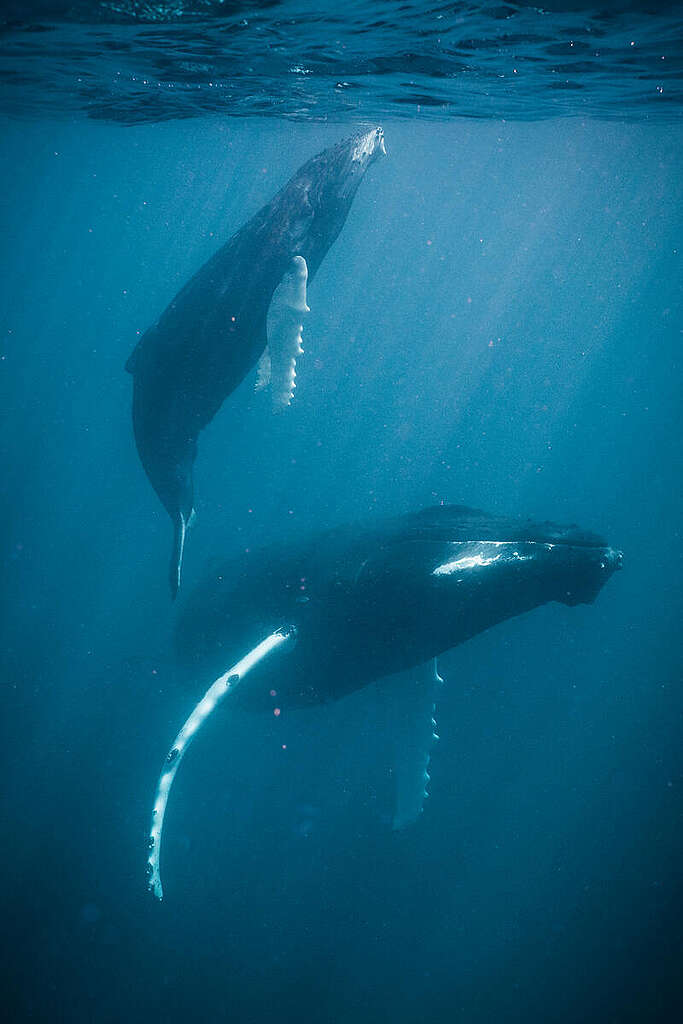 שני לוויתני האמפבק בים.