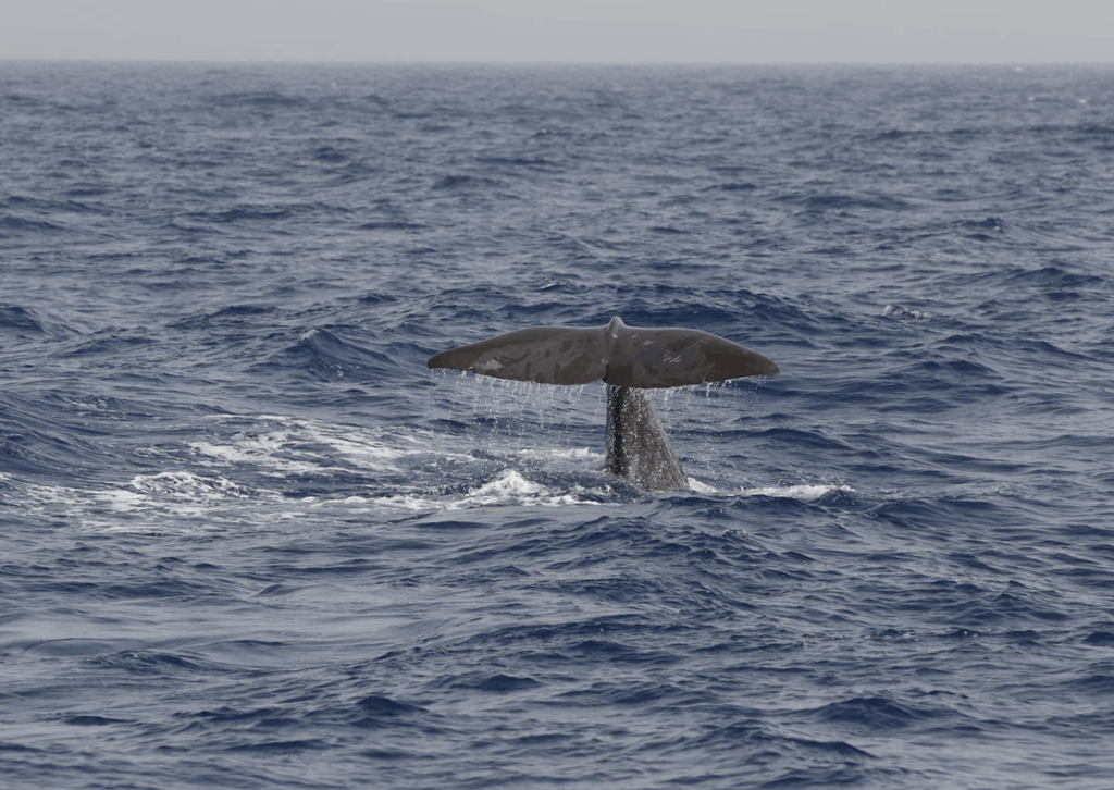זנב של לוויתן ראשתן שנצפה בים התיכון.