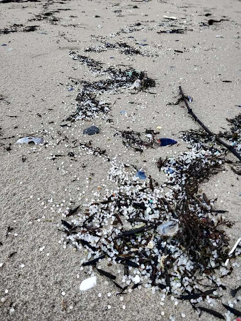 חול וצמחיית ים מעורבבים עם נורדלים לבנים קטנים.