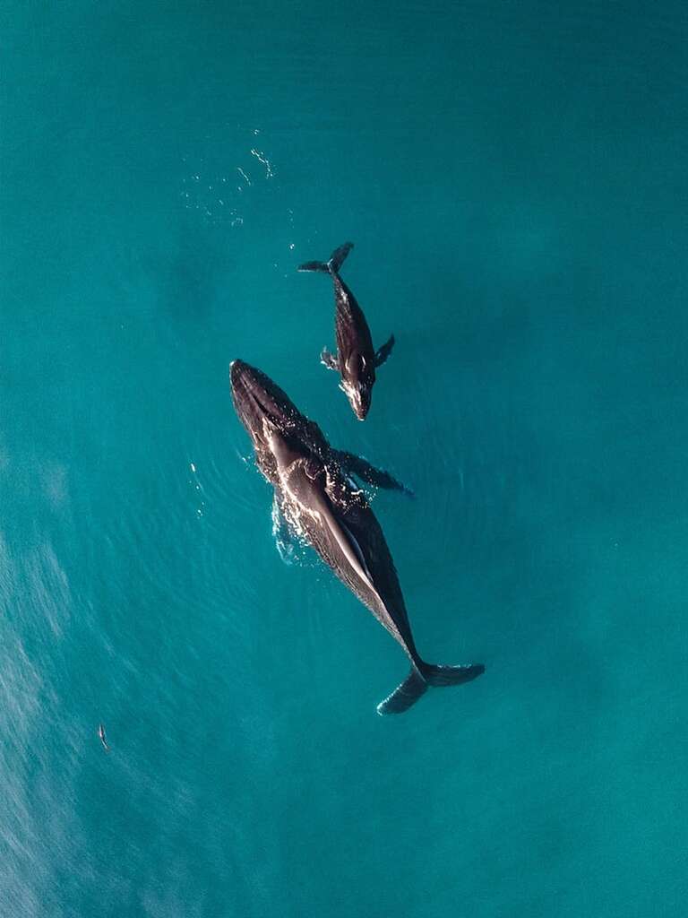 אמא לוויתנית האמפבק עם הגור שלה בים.