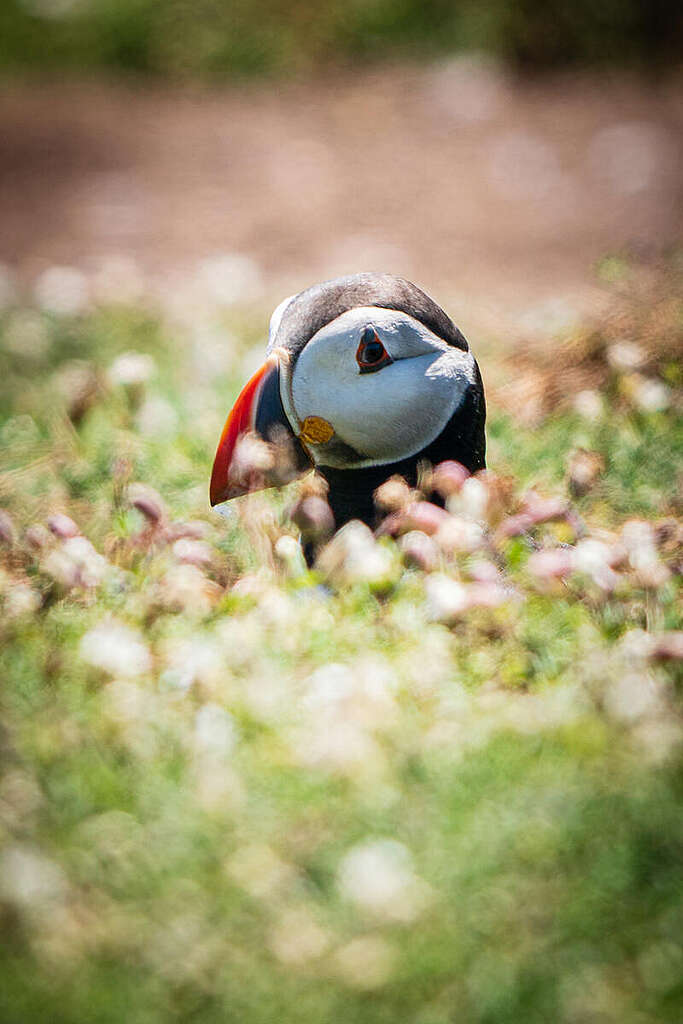 ראש של ציפור פאפין עם מקור ציבעוני מציץ מתוך שדה פרחי בר ראש של ציפור פאפין עם מקור ציבעוני מציץ מתוך שדה פרחי בר