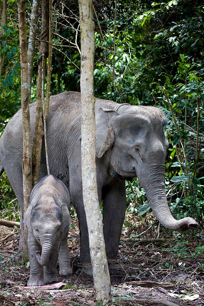 פילה והגור שלה הולכים ביער