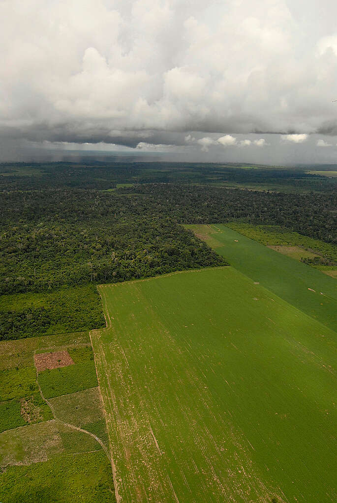 חלקות גדולות של גידולי סויה שגדלים על שטחי יער טרופי שנהרס