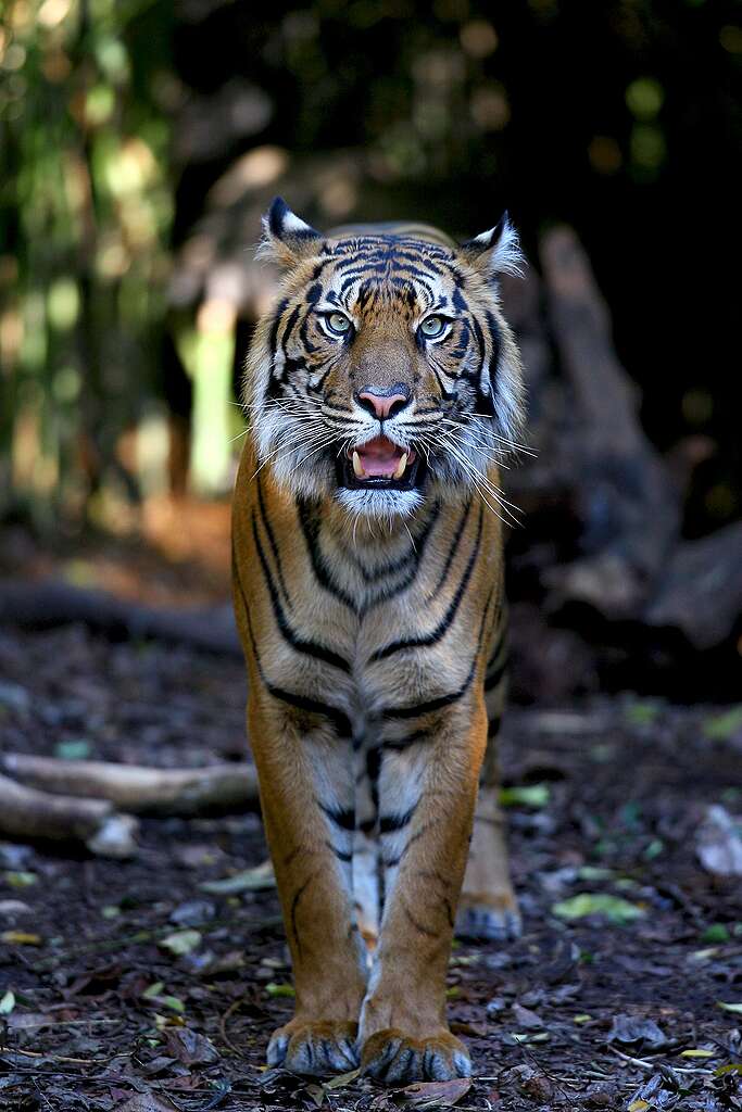 טיגריס סומטרי מסתכל אל תוך המצלמה ביער