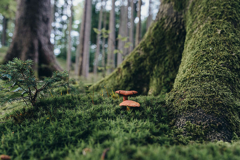 שתי פטריות אדומות על רקע צמחיית יער ירוקה