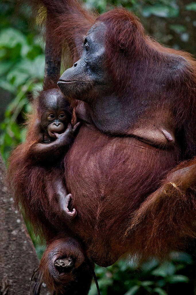 אורנגאוטן והגור שלה נתלים על עץ ביער גשם