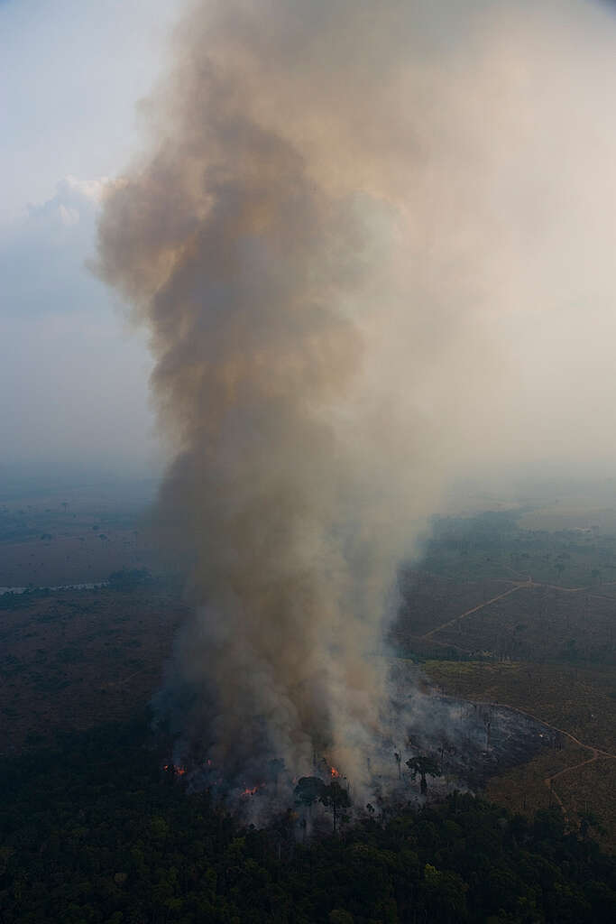 עשן מיתמר משריפה ביערות האמזונס