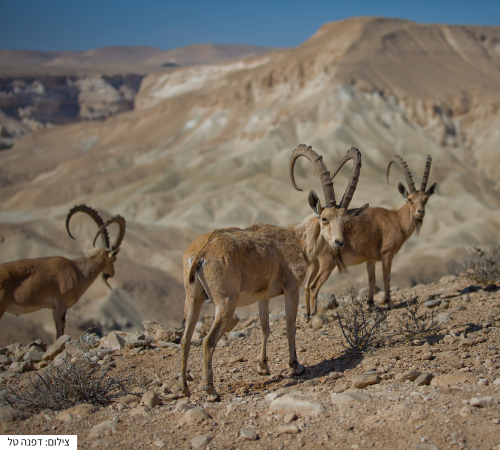 שלושה יעלים נובים על רקע הרי המדבר שליד שדה בוקר