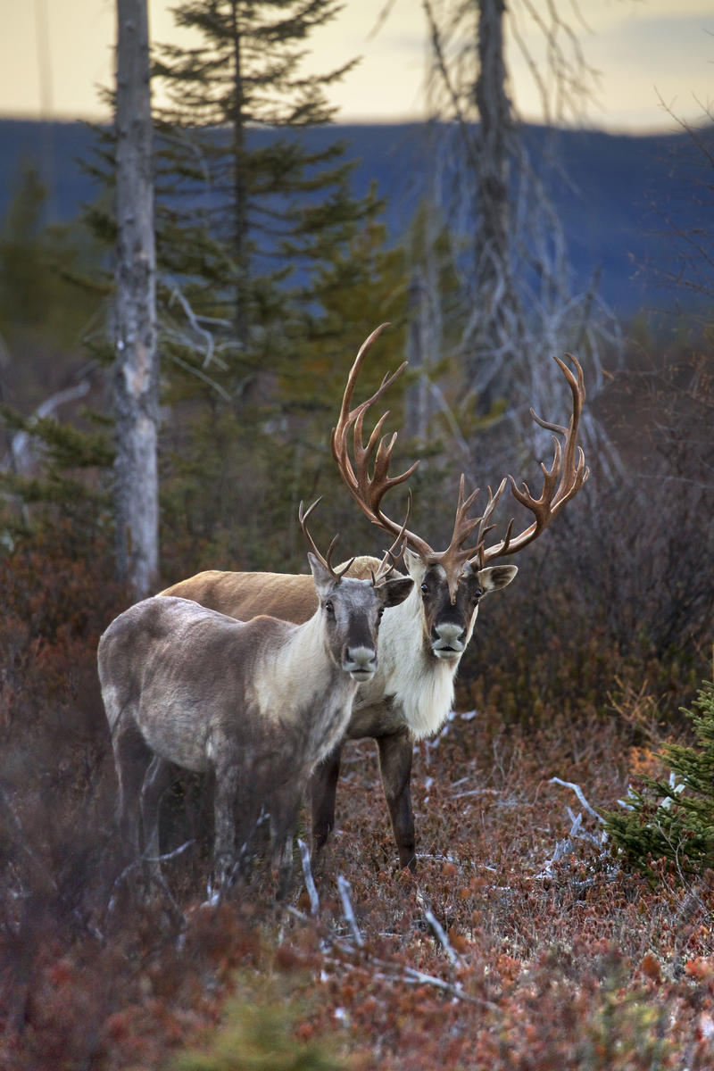 Woodland Caribou in Canada. © Jean-Simon Bégin Woodland Caribou in Canada. © Jean-Simon Bégin