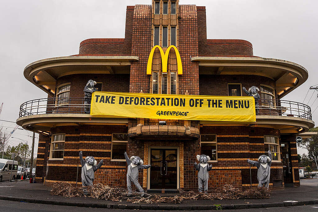 פעילי גרינפיס מחופשים לקואלות מצטלמים על רקע סניף מקדונלדס עם שלט צהוב עליו כתוב ״תורידו בירוא יערות מהתפריט״. 