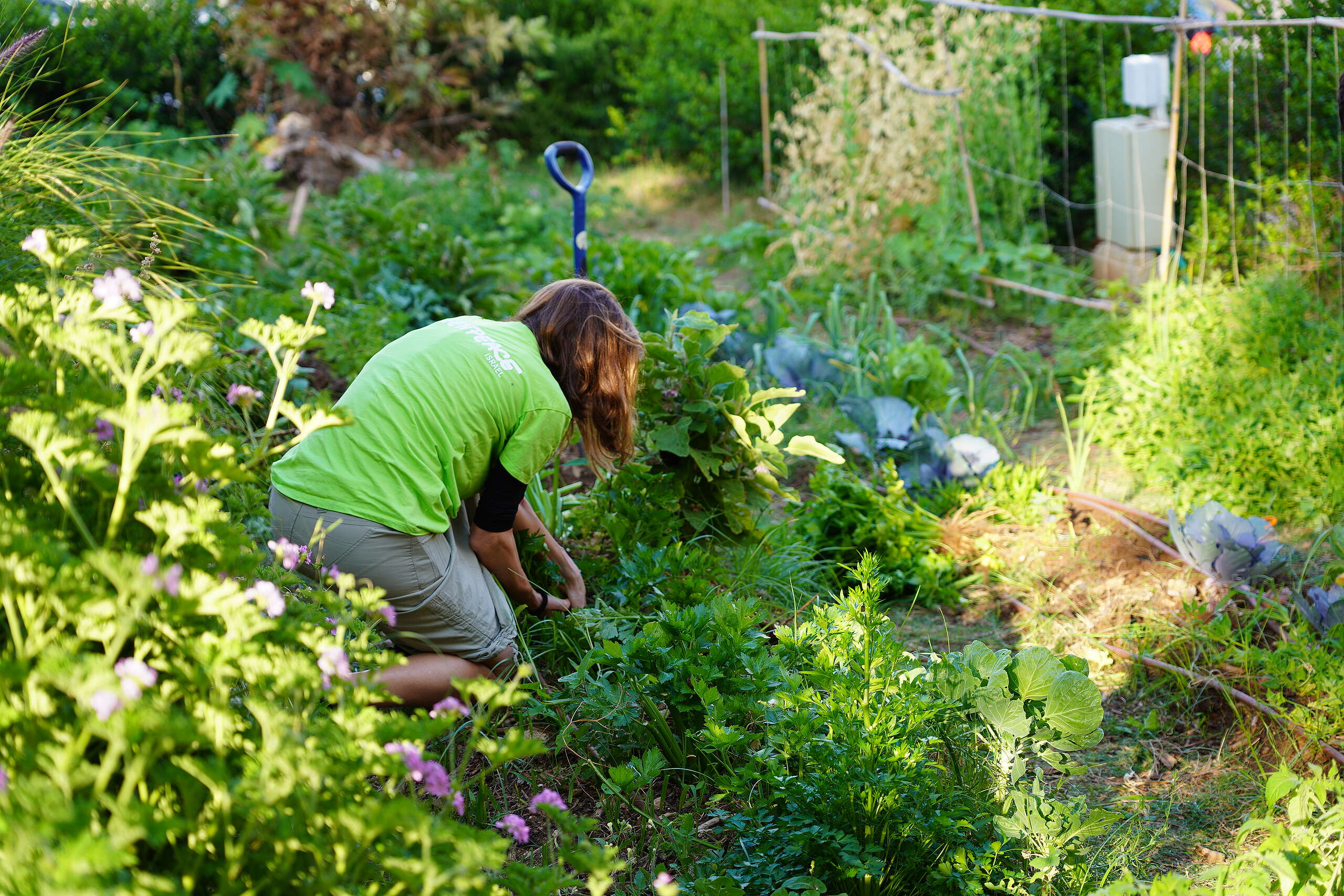 איתות מאנטארקטיקה