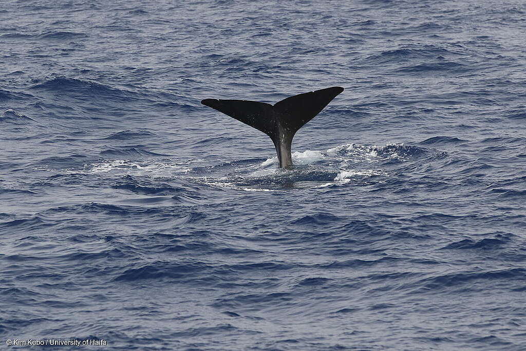 Sperm Whale in Israelלוויתן ראשתן בישראל זנב של לוויתן זרע שצולל לתוך מים כחולים