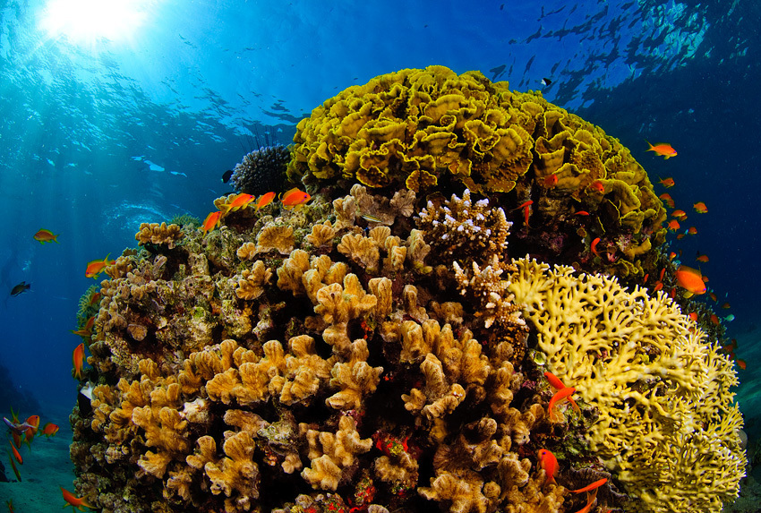 5494150d Red_sea_coral_reef שונית האלמוגים באילת בסכנה