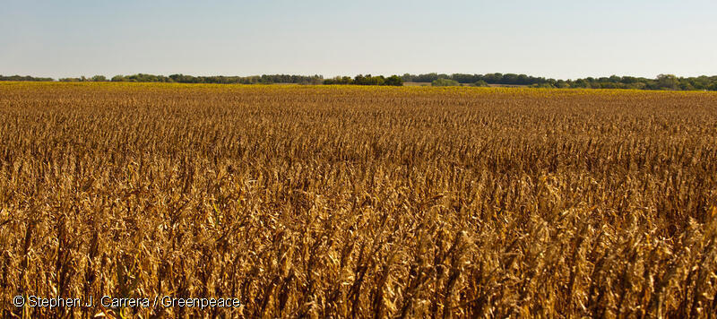 6c732b84 Gp048cq_low Res With Credit Line 800px שדות חיטה