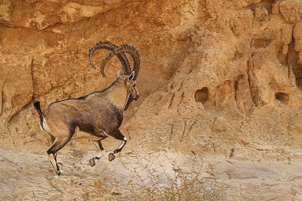 יעל זכר עם קרניים מרשימות קופץ על סלע במדבר.