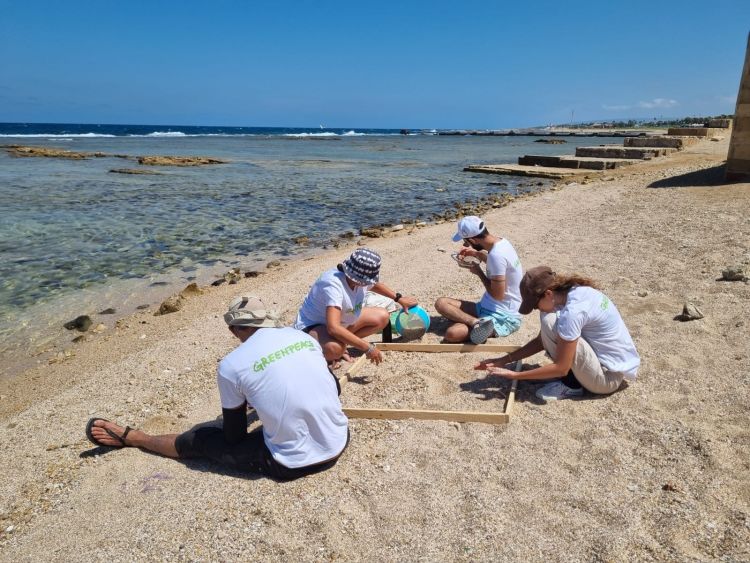 צוות גרינפיס בחוף הים עובד על מיזם הגנה על צבי ים
