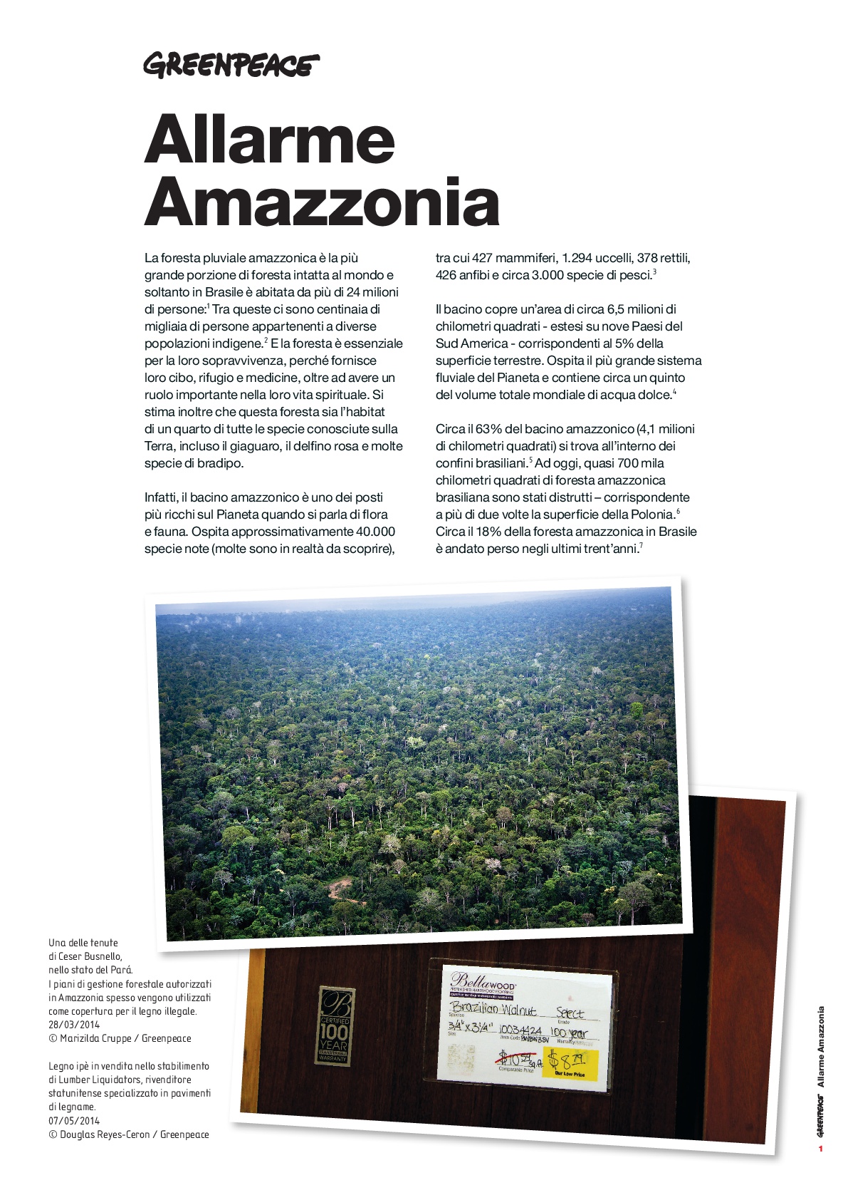 Il legno illegale che distrugge l’Amazzonia