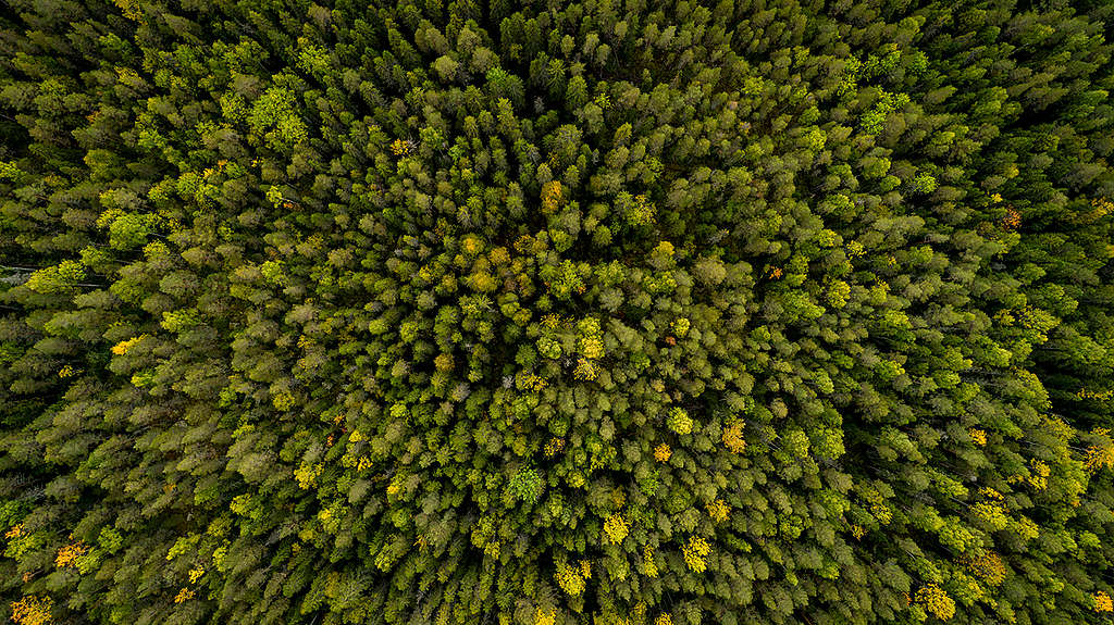 Forest West of Stor-Gravberget in Sweden. © Edward Beskow