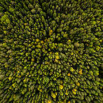 Forest West of Stor-Gravberget in Sweden. © Edward Beskow