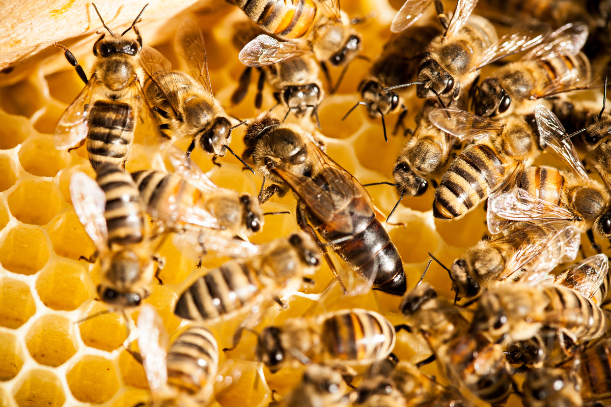Bees with Queen Bee in Germany. © Fred Dott