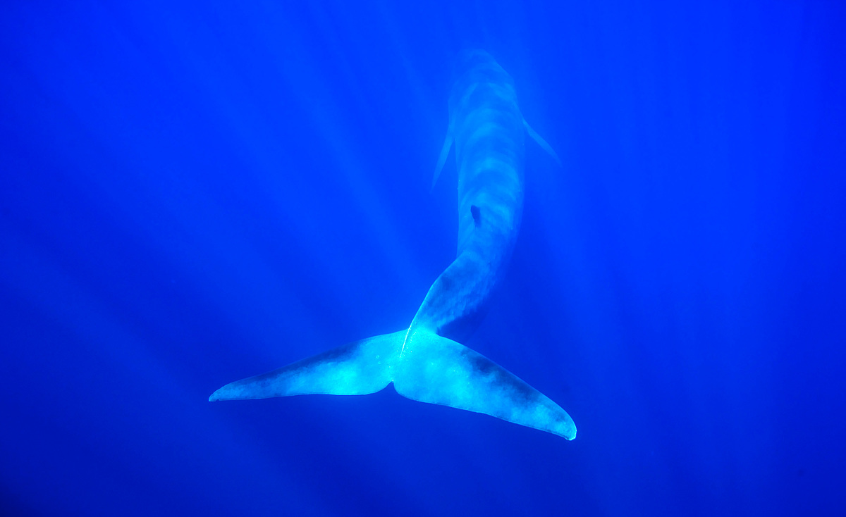 Fin Whales at Pelagos Sanctuary for Mediterranean Marine Mammals. © Paul Hilton